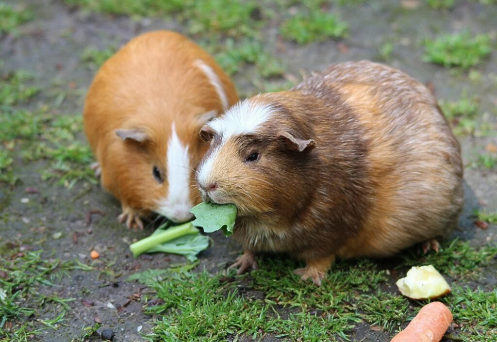 guinea-pig-guinea-pig-house-cavia-porcellus-form-domestica-50572-50572.jpg