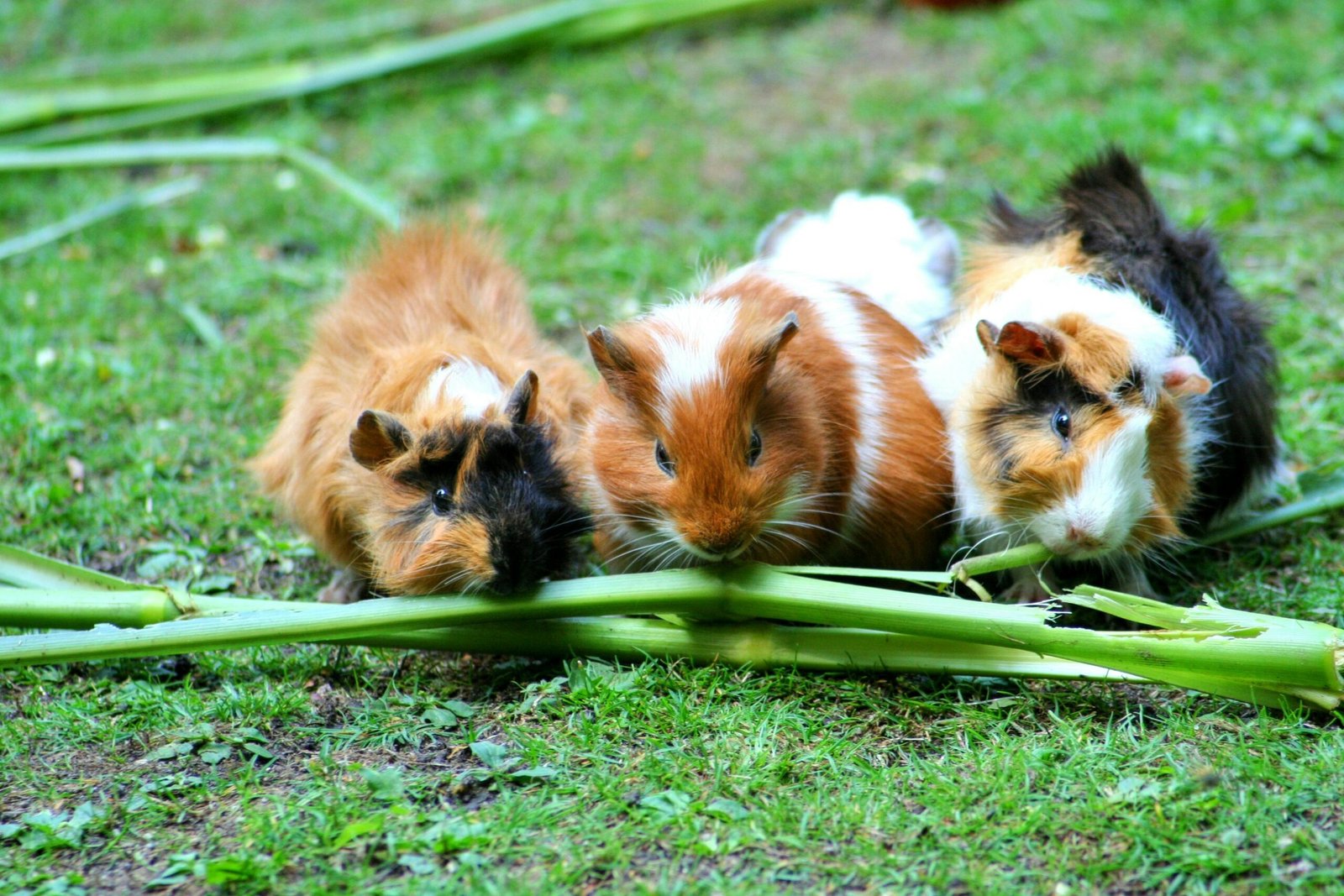 guinea-pig-sea-pig-house-cute-guinea-pig-house-63853-63853.jpg