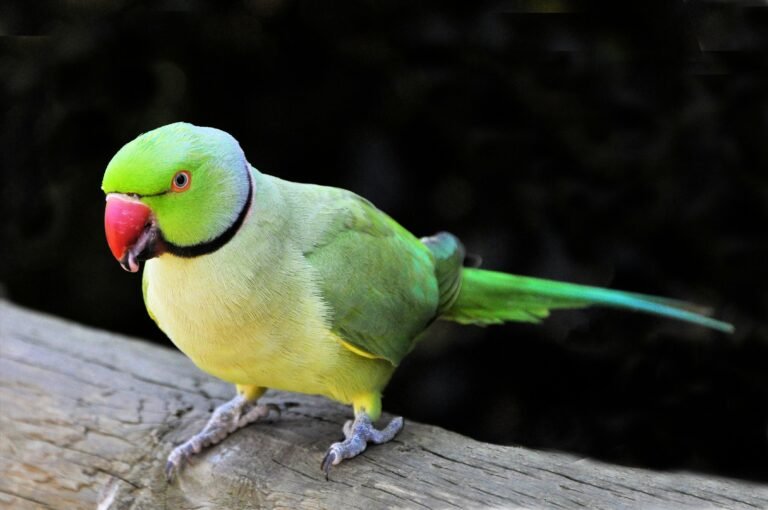 Pet bird on log