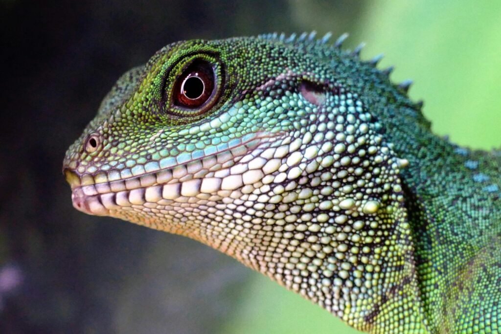 Up close shot of lizard