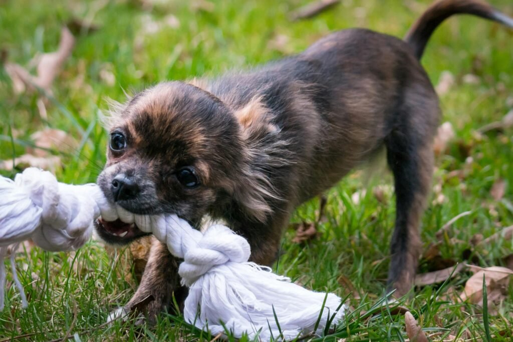 dog with rope tug in mouth