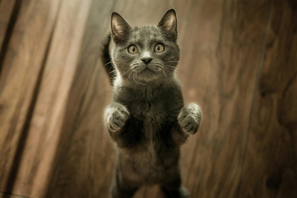 Cat standing on hind legs